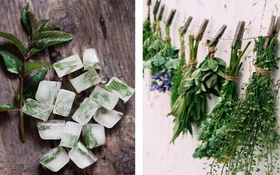 Left: Fresh herbs preserved inside ice cubes. Right: Variety of fresh herbs hanging in bunches from a burlap string.