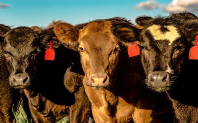 Three mixed replacement heifers standing in a pasture.