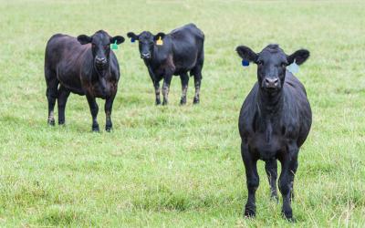 Black angus heifers in a green pasture.