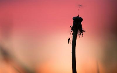 Mosquito resting on a dandelion seed head.