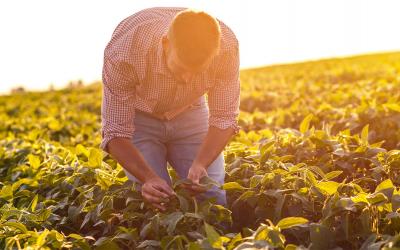 Young farmer examining soybean plants n a field at sunset.