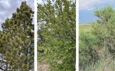 Three woody plants. From left: Ponderosa pine tree, chokecherry bush and greasewood.