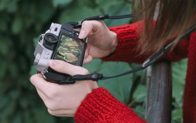 Young woman photographing leaf-scorched hostas in a garden.