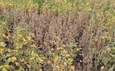 A portion of a soybean field with soybean plants maturing with the soybean leaves turning yellow with the leaves and stems drying down.  The plants in the middle of the picture were also found with charcoal rot.
