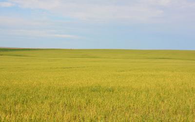 A wheat field that is bright yellow due to infection of Wheat streak mosaic virus.