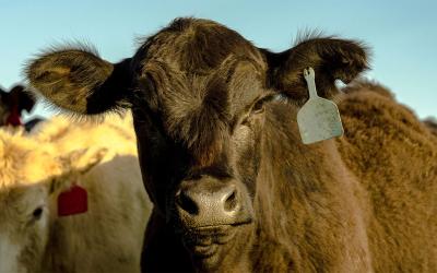 Small group of beef heifers.