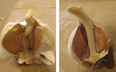 Left: Head of softneck garlic cut in half. Right: Head of hardneck garlic cut in half.