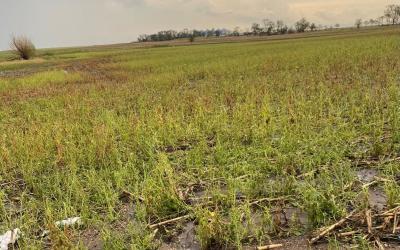 Hail-damaged soybean field with storm clouds in the background.