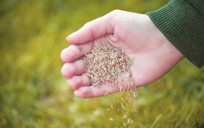 Hand spreading grass seed on lawn.