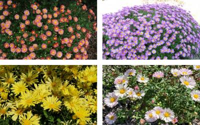 Four varieties of colorful chrysanthemum flowers, including: Mammoth Red, Mammoth Lavender, Mammoth Yellow Quill and Mammoth Twilight Pink.