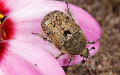 Brown beetle with hairy body and black mottled pattern on a pink flower petal.