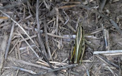 Green and brown grasshopper with two yellow lines that originate on the head and meet on the abdomen.