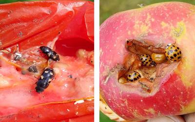 Left: Picnic beetle adults feeding on a damaged tomato. Right: Multicolored Asian lady beetle adults infesting an apple.