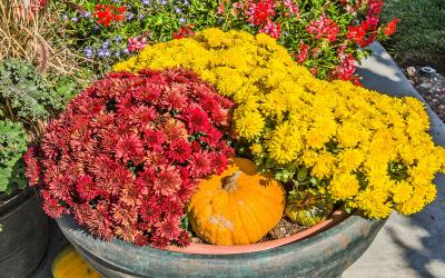 Red and gold mums arranged in a planter with small pumpkins.