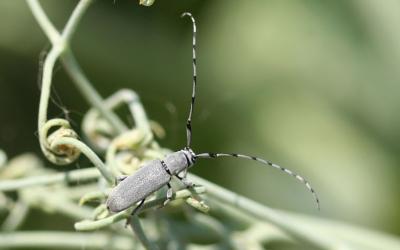Gray beetle with long antennae.
