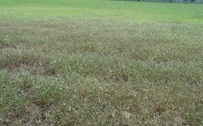 Field with extensive injury caused by fall armyworm caterpillars.