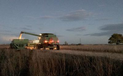 A green combine dumps soybean grain into a green wagon at dusk in South Dakota.