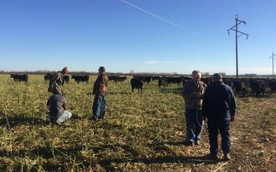 Small group of producers in a field where cattle are grazing crop residue.