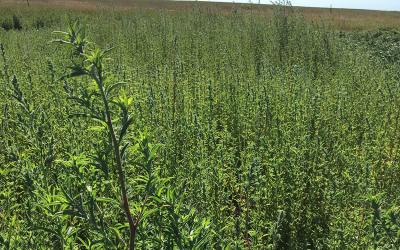 Tall, slender kochia weed growing in a test plot.