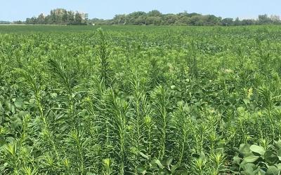 Marestail growing abundantly in a soybean field.