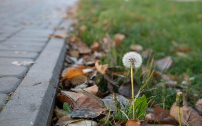 Small cluster of dandelions among fallen leaves on a lawn.