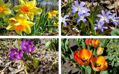 Four fall-hardy bulbs blooming in early spring: Daffodil, Glory of the Snow, Crocus and Tulip.