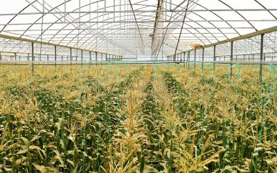 Rows of corn growing inside a research facility.