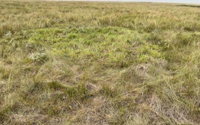 Pasture of big bluestream and Kentucky bluegrass Pasture with big bluestream grass and Kentucky bluegrass