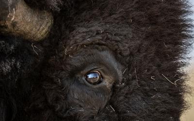 Closeup of a male bison's face, centered on its eye.