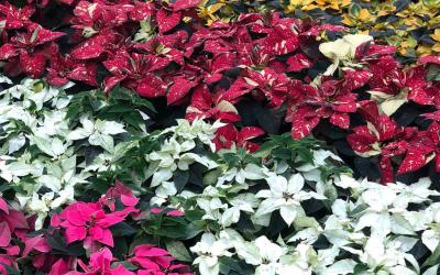 Variety of colorful poinsettia plants on display at a retail store.