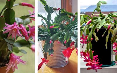 Three holiday cacti. From left: Easter cactus, Thanksgiving cactus, Christmas cactus.