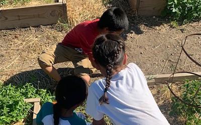 Three children working in a community garden.