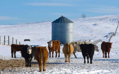 Mixed group of cattle in a winter pasture.