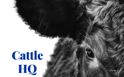 PC-00002-Cattle-HQ-Cover-Cropped close up of black cow and the words cattle HQ