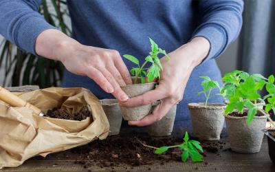 Gardener re-potting several seedlings that were started indoors over winter.