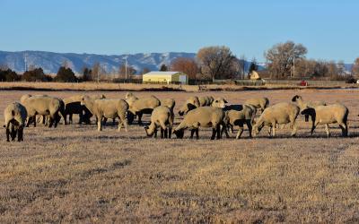 Small flock of sheep grazing in a pasture.