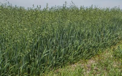 Oats growing in a no-till field.