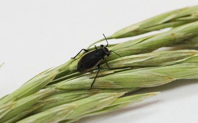 A small black bug with tan margins on its wings resting on a grass seed head.