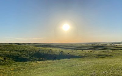 Beef cattle out at pasture at Cottonwood Field Station