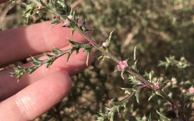 A close up of prickly Russian thistle