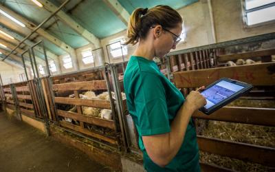Veterinarian using a digital tablet in a sheep barn.