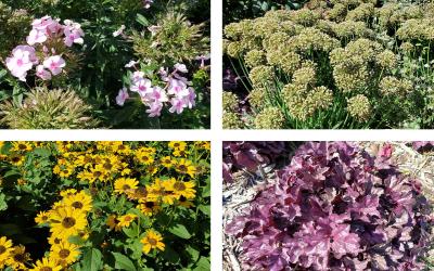 Four top-performing perennial plants: Phlox ‘Opening Act Pink-a-Dot,’ Ornamental Onion ‘Serendipity,’ False Sunflower ‘Tuscan Sun,’ and Coral bells ‘Dolce® Wildberry.’