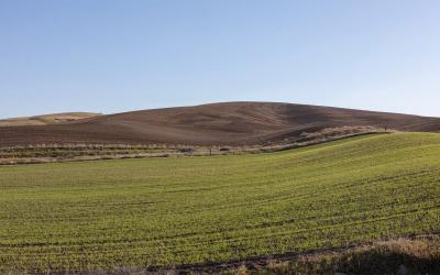 Spring wheat field with wheat emerging in early spring.