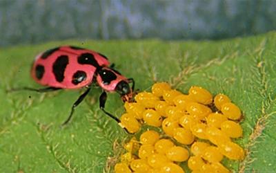 Pink beetle with black spots feeding on oblong, yellow eggs.