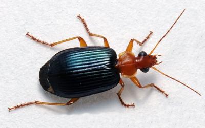 Top profile of an insect with an orange head and second body segment, and a shiny, almost iridescent black abdomen.
