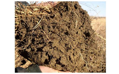 A clump of healthy soil.