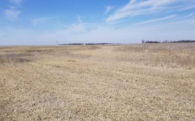 Salt-impacted field recovering, with active plant life growing throughout.