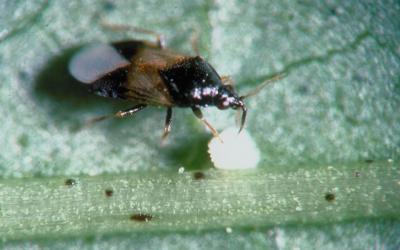 Roughly oval shaped insect with a black head and upper body, and a brown and white pattern on its wings. The insect is on a green leaf and its thin mouthpart is piercing a round, white egg.