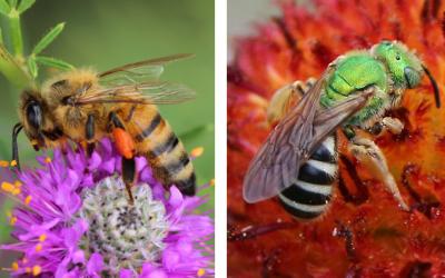 Left: Adult honey bee. Right: Bicolored striped-sweat bee