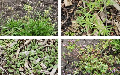 Four common spring weeds: Shepherd’s Purse, Catchweed Bedstraw, Waterpod and Henbit.